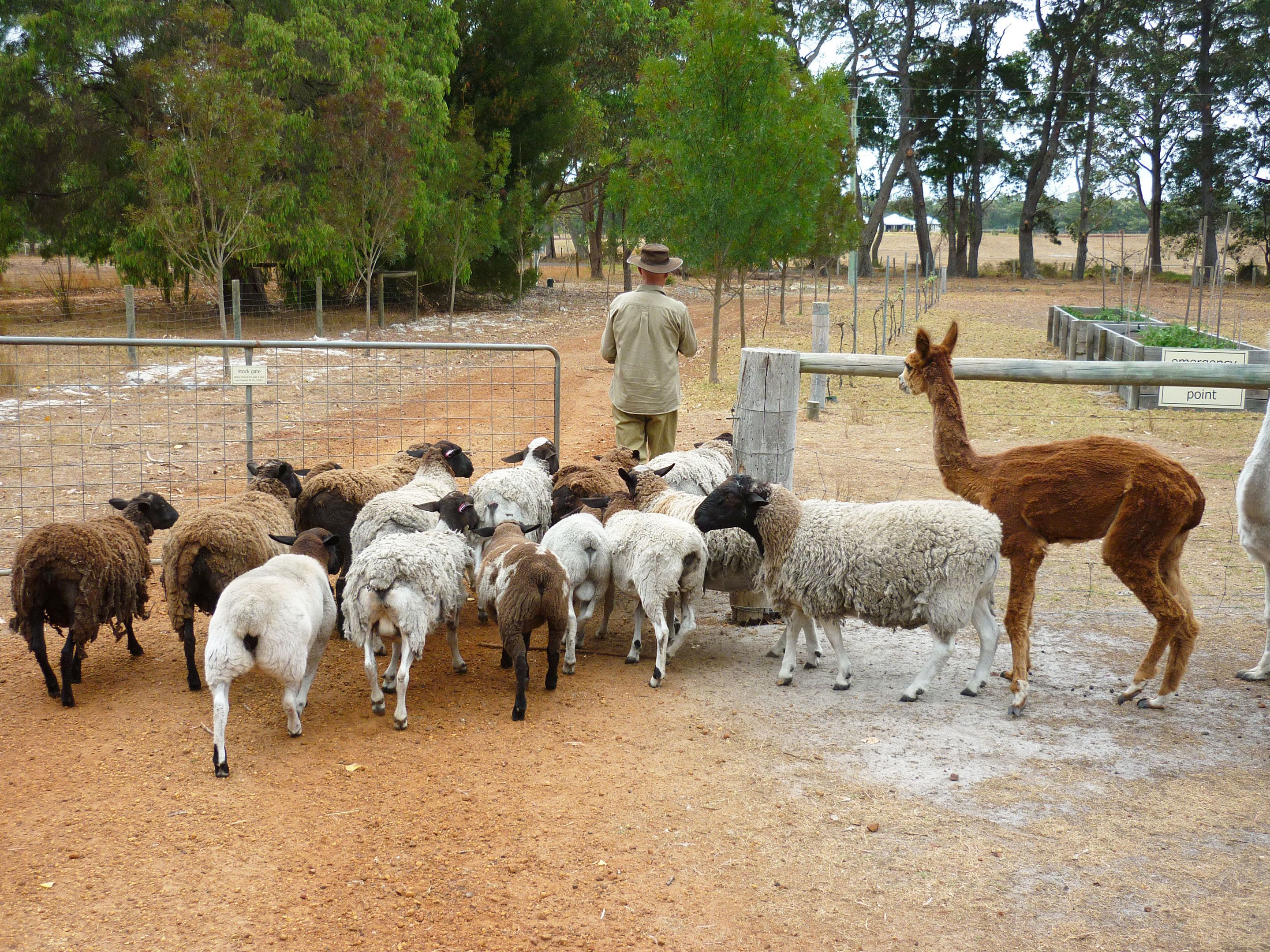 Een omheind gebied met een groep schapen en een lama, een persoon staat bij het hek, en bomen op de achtergrond.