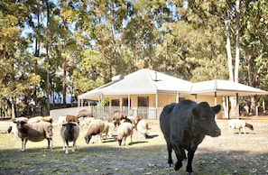 A farm with a fenced area containing sheep and a cow, a building with a covered porch, and trees in the background.