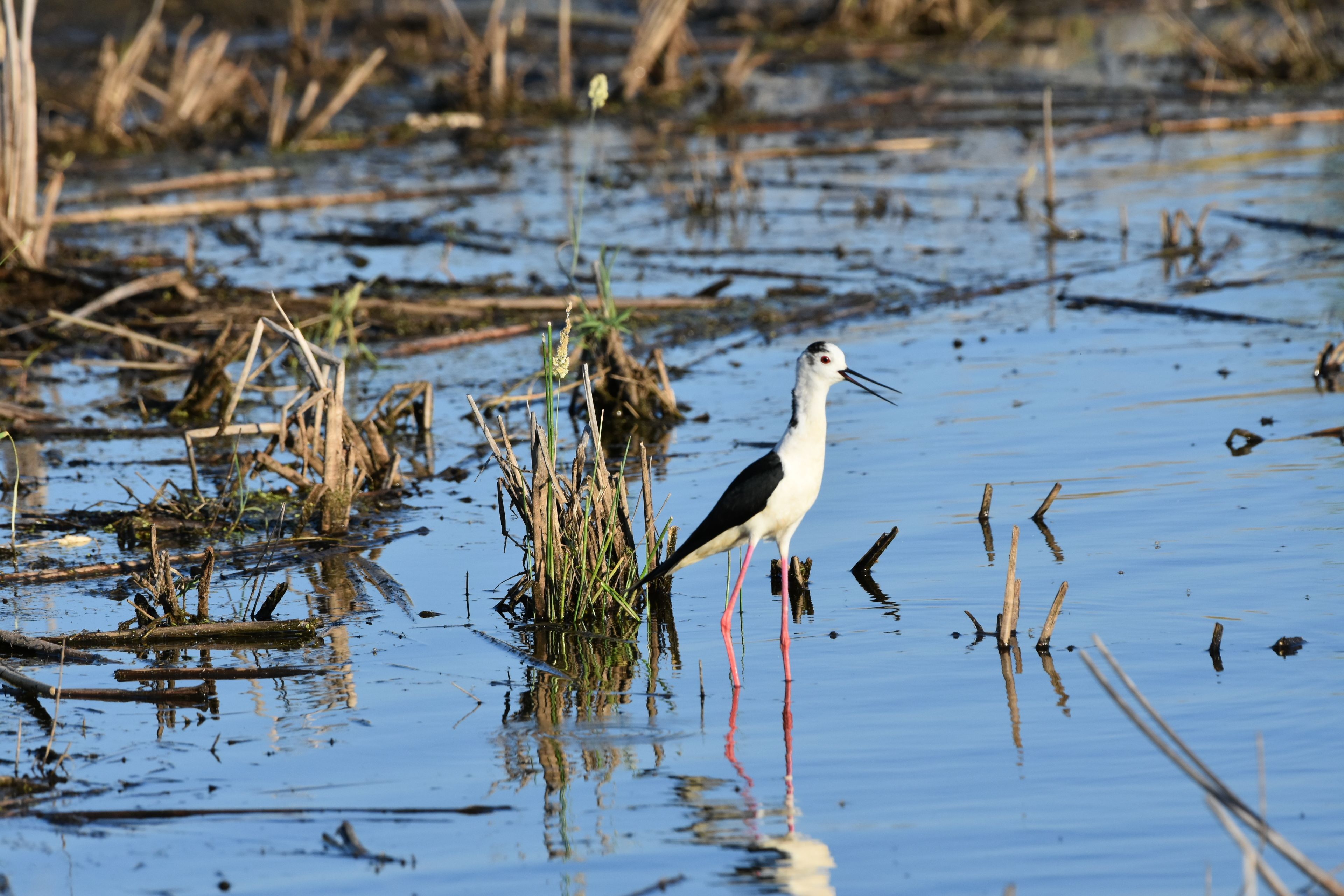 A bird standing in shallow water with reeds and branches around.
