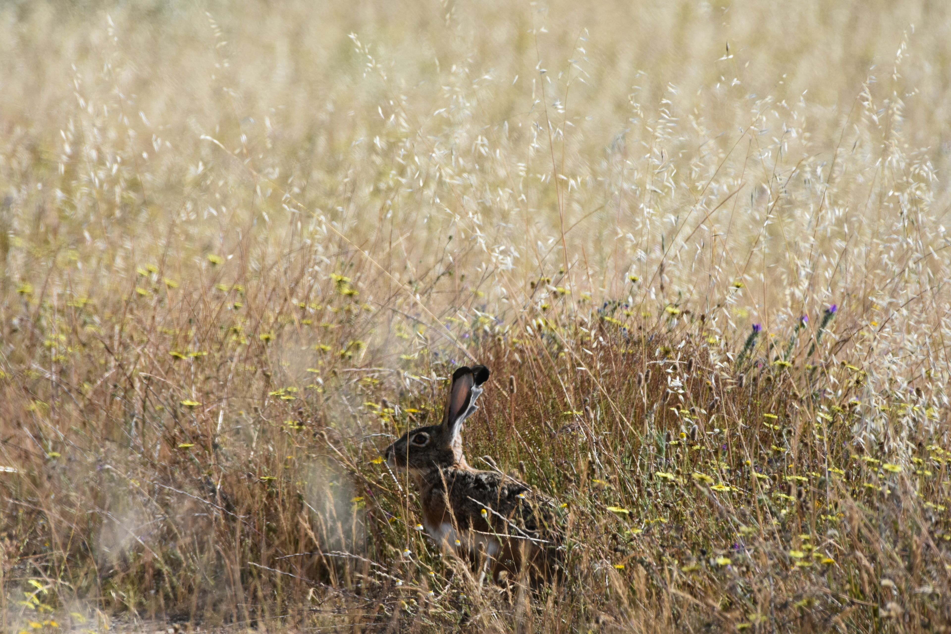 Un pájaro en un campo de hierba alta.
