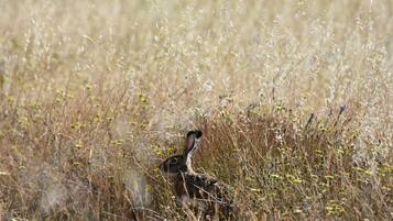 Un pájaro en un campo de hierba alta.