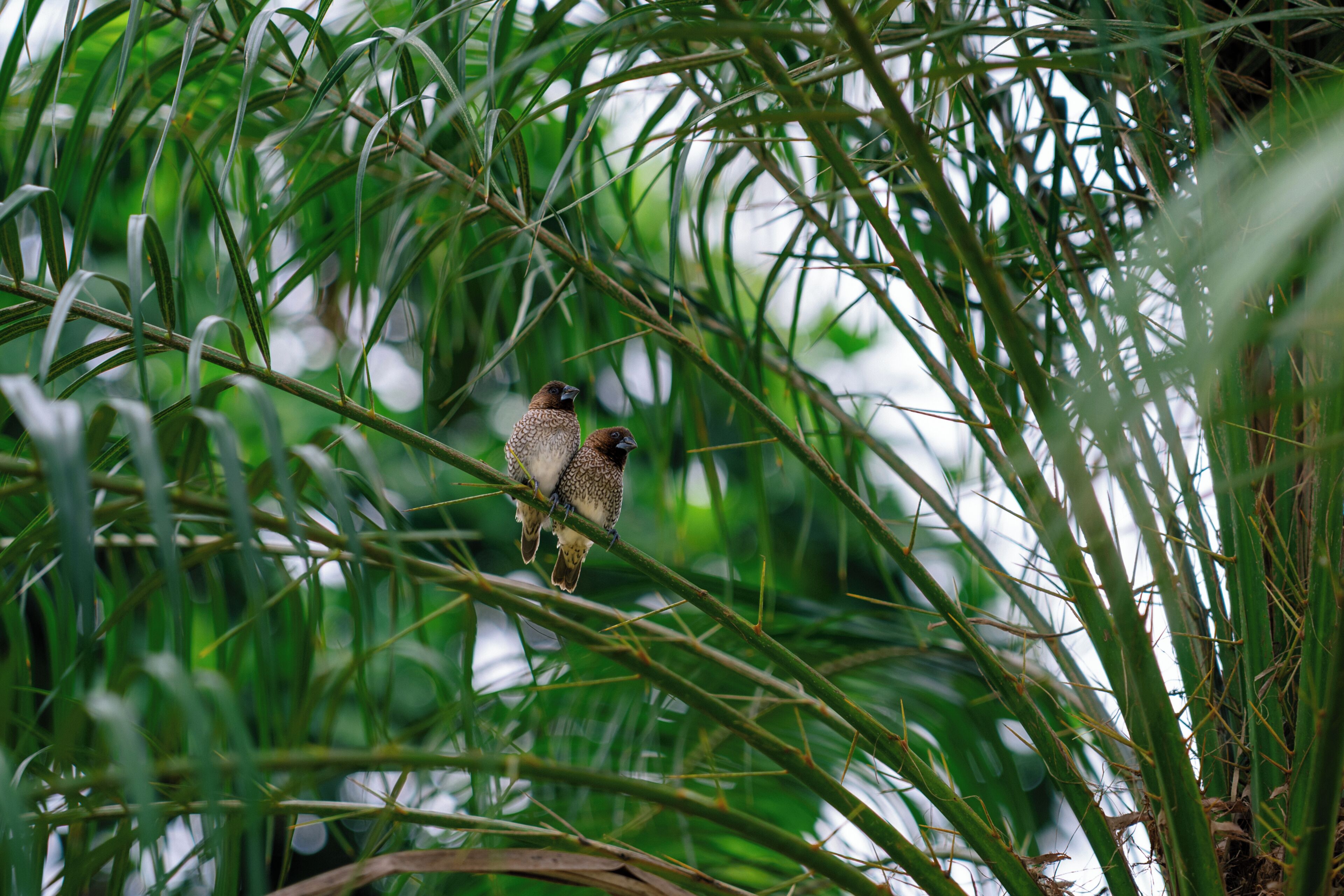 Deux oiseaux étaient perchés sur une branche, au milieu d’un feuillage vert et touffu.