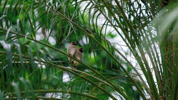Deux oiseaux étaient perchés sur une branche, au milieu d’un feuillage vert et touffu.
