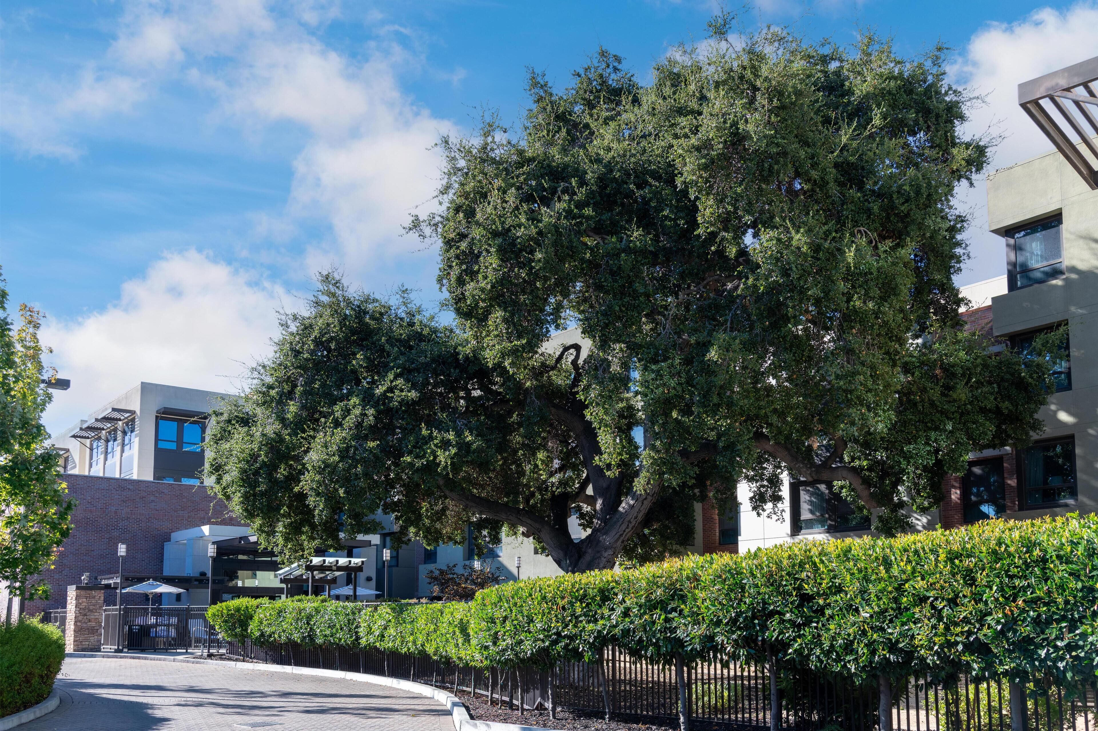 Photo - Homewood Suites by Hilton Palo Alto