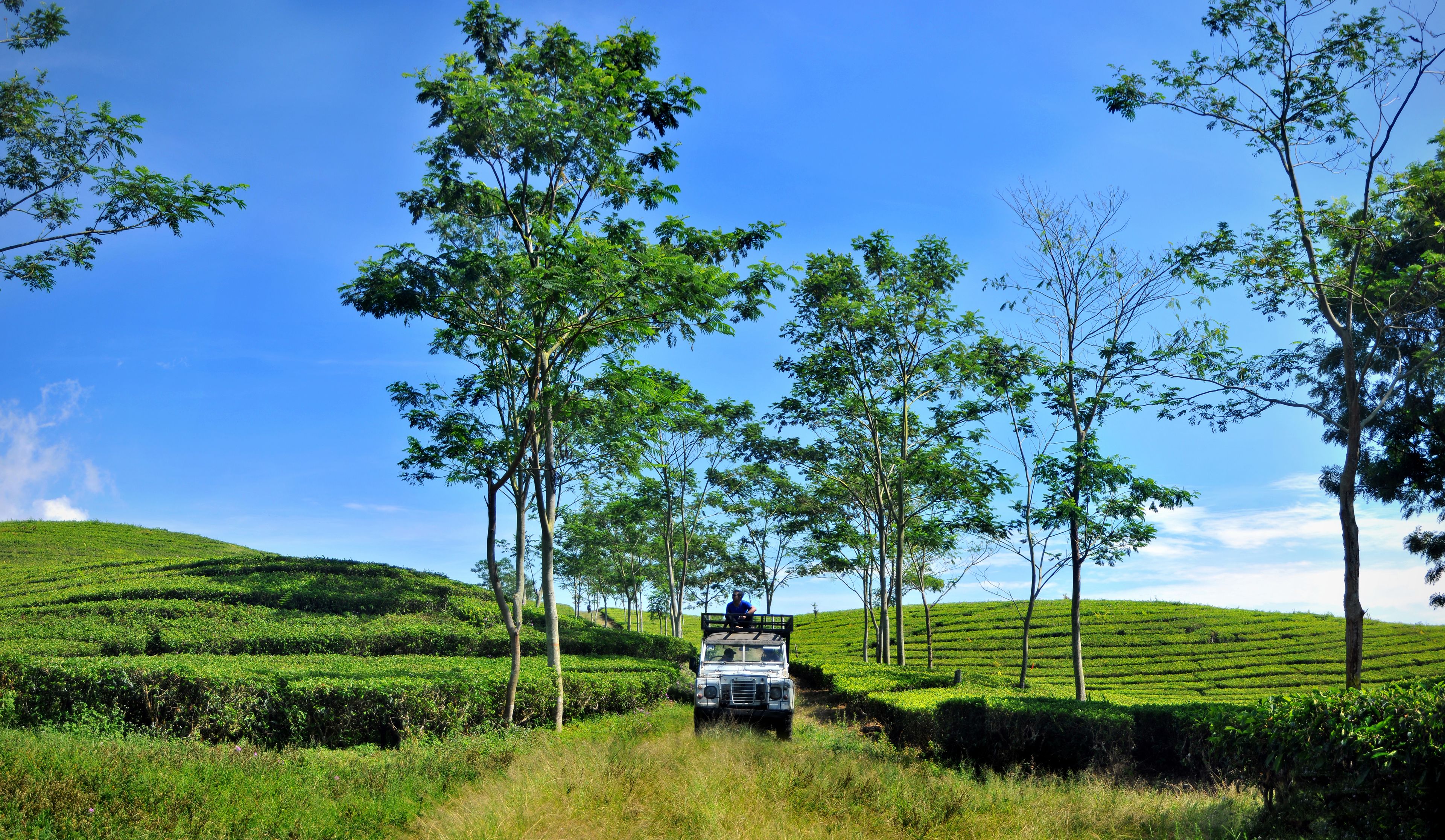 A vehicle on a road surrounded by lush green tea plantations and trees.
