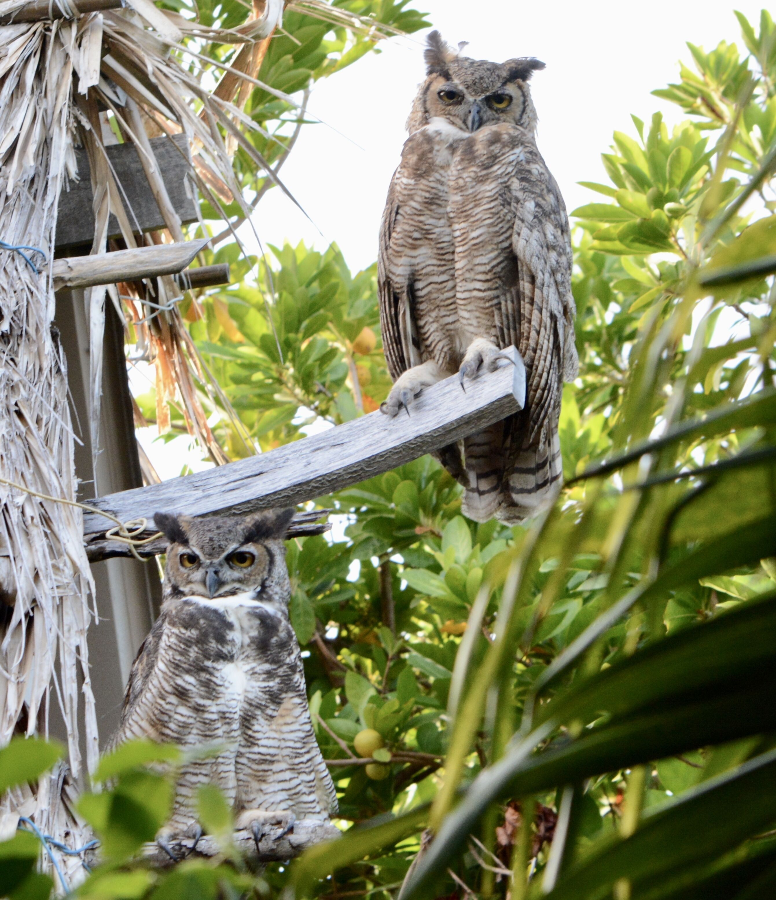 Two owls perched on a wooden structure amidst lush green foliage.