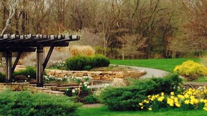 Un jardin avec un mur de pierres, une pergola en bois et des jonquilles jaunes.