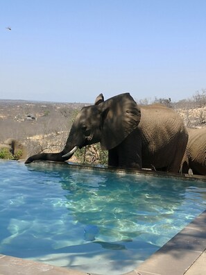 Game viewing