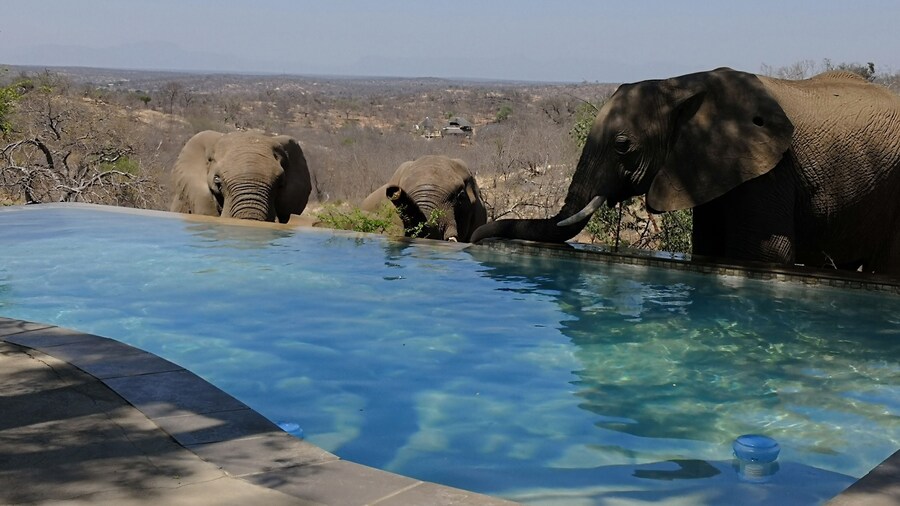 Mbizi Bush Lodge