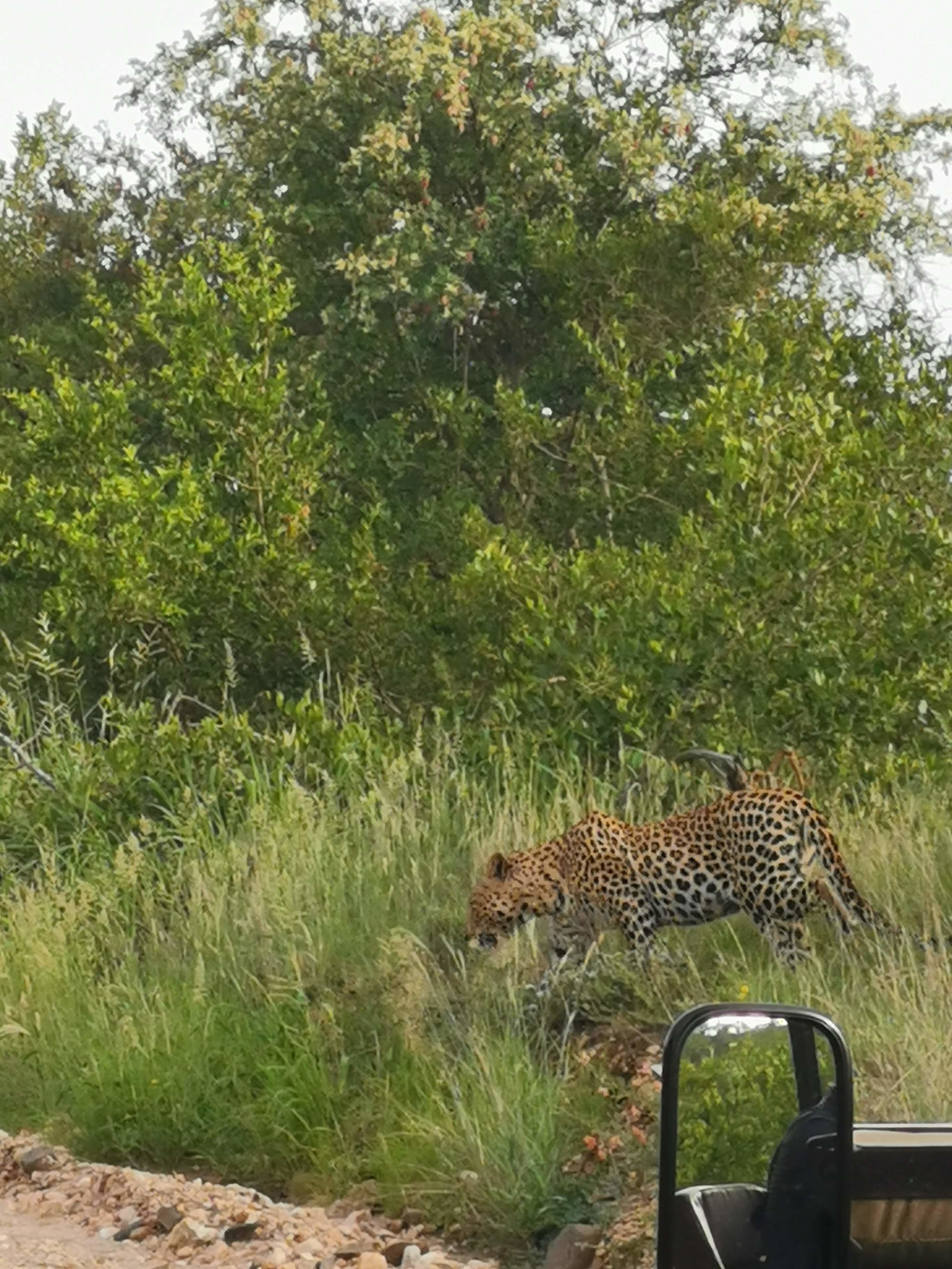 Un leopardo caminando entre hierba alta cerca de un vehículo.