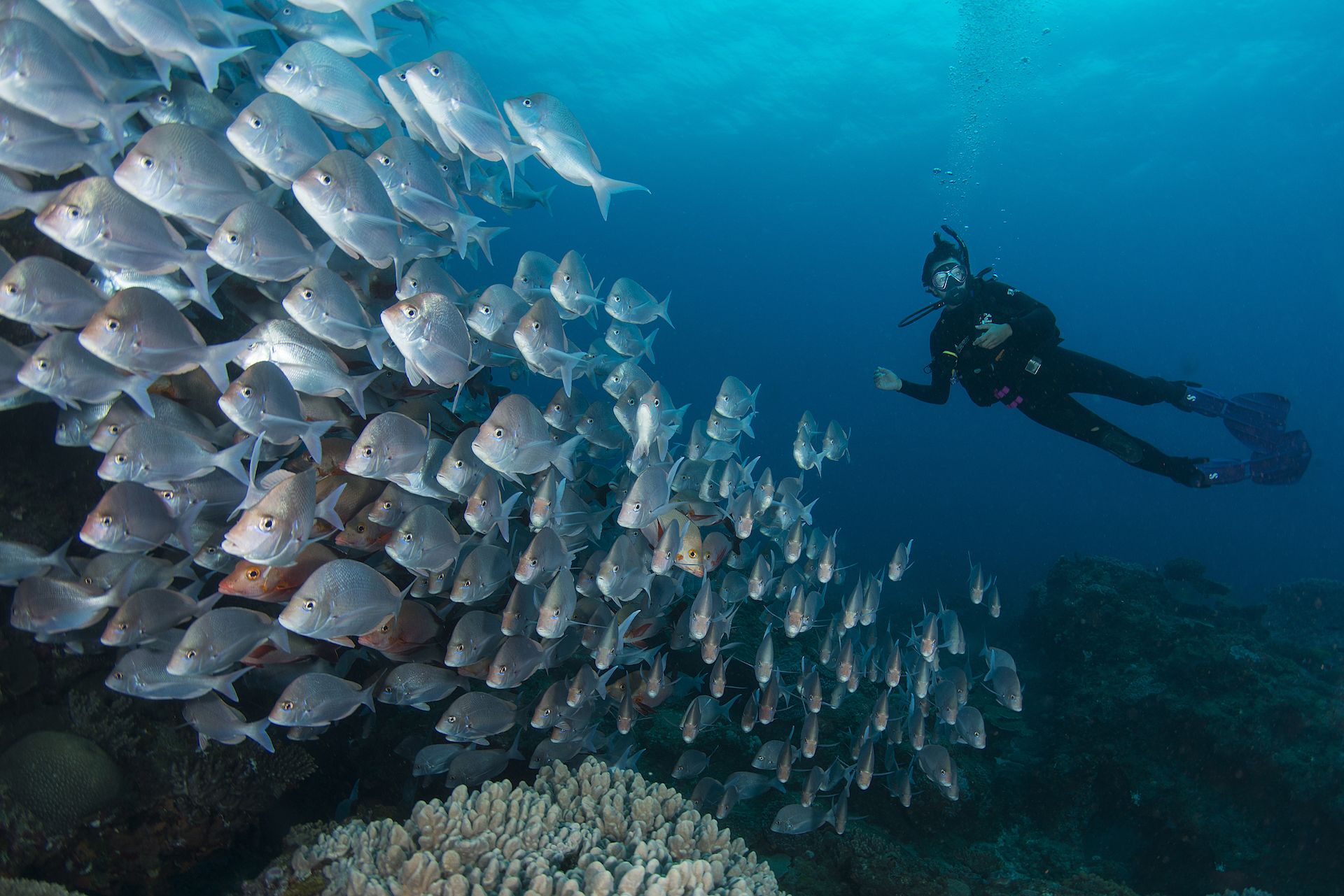 Un buceador rodeado de un gran banco de peces, con formaciones de coral al fondo.