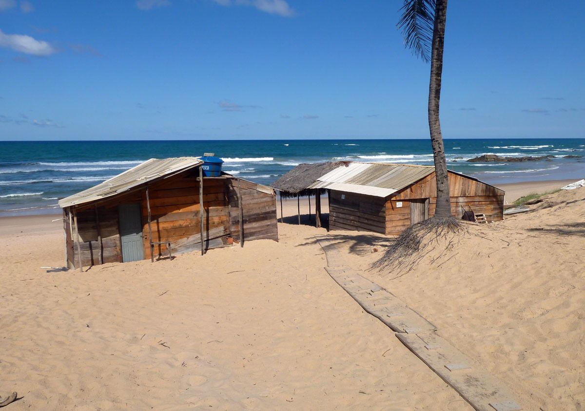 A beach with wooden huts and a palm tree.