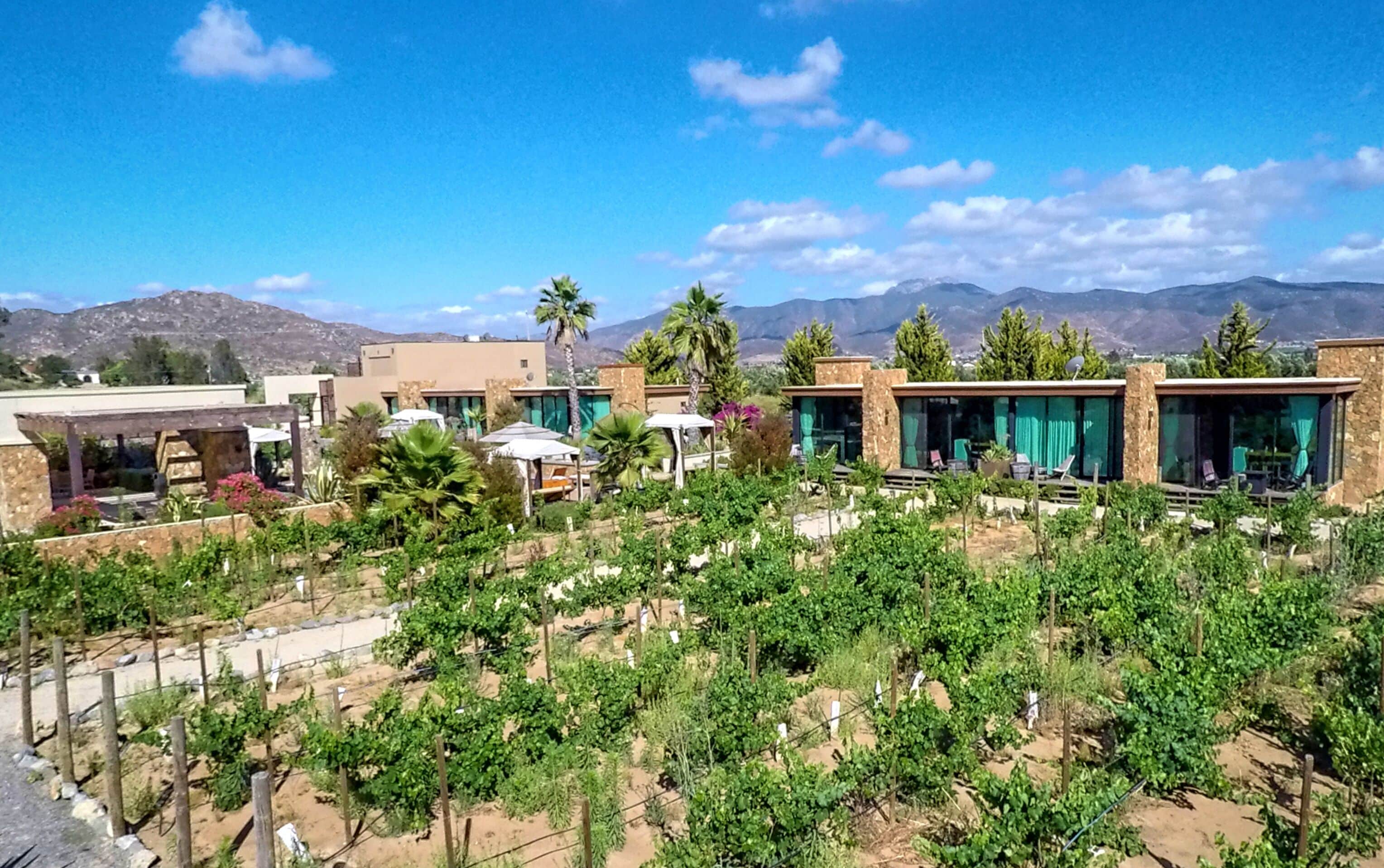 Viñedo con hileras de vides y un edificio moderno con grandes ventanales y un patio.