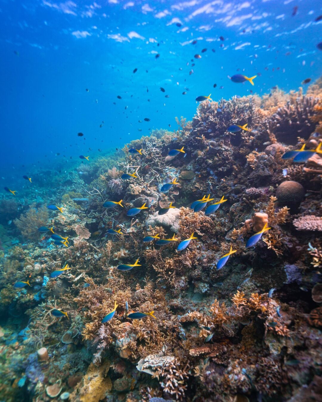 private beach, white sand, free beach cabanas, beach shuttle