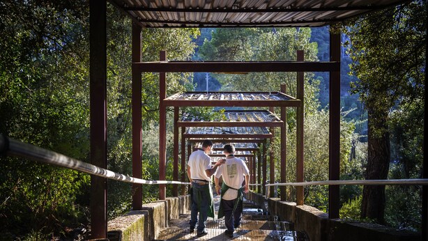 A wooden bridge with a metal railing, surrounded by greenery. - INOUT Hostel Barcelona (Barcelona)