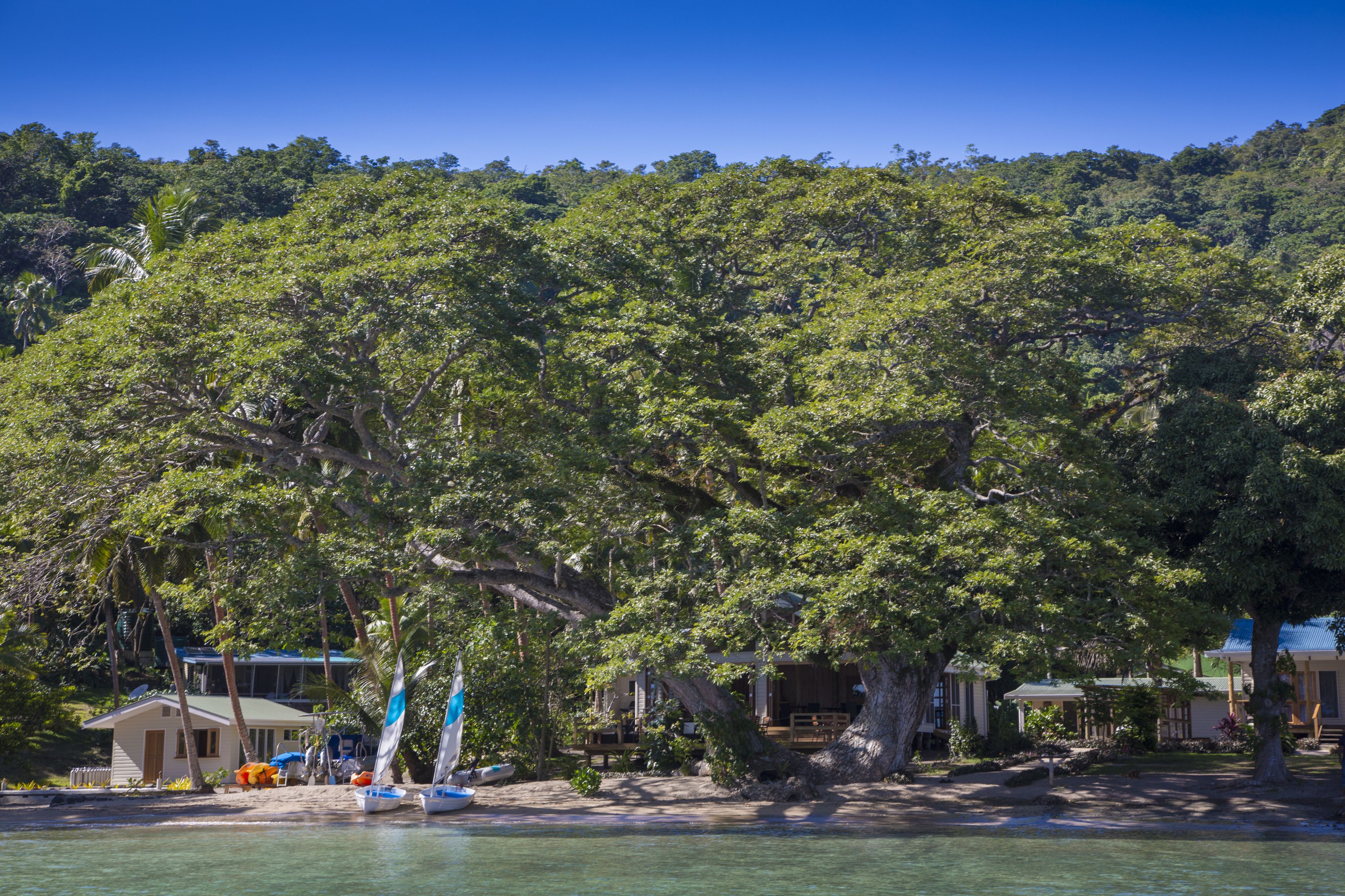A beachside property with a large tree, a sailboat, and a small building.