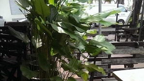 Eine Terrasse mit Sitzgelegenheit und Kübelpflanzen.