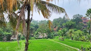 A lush green rice field with a thatched roof structure in the foreground.
