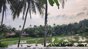 A view of a swimming pool with palm trees and a rice field in the background.