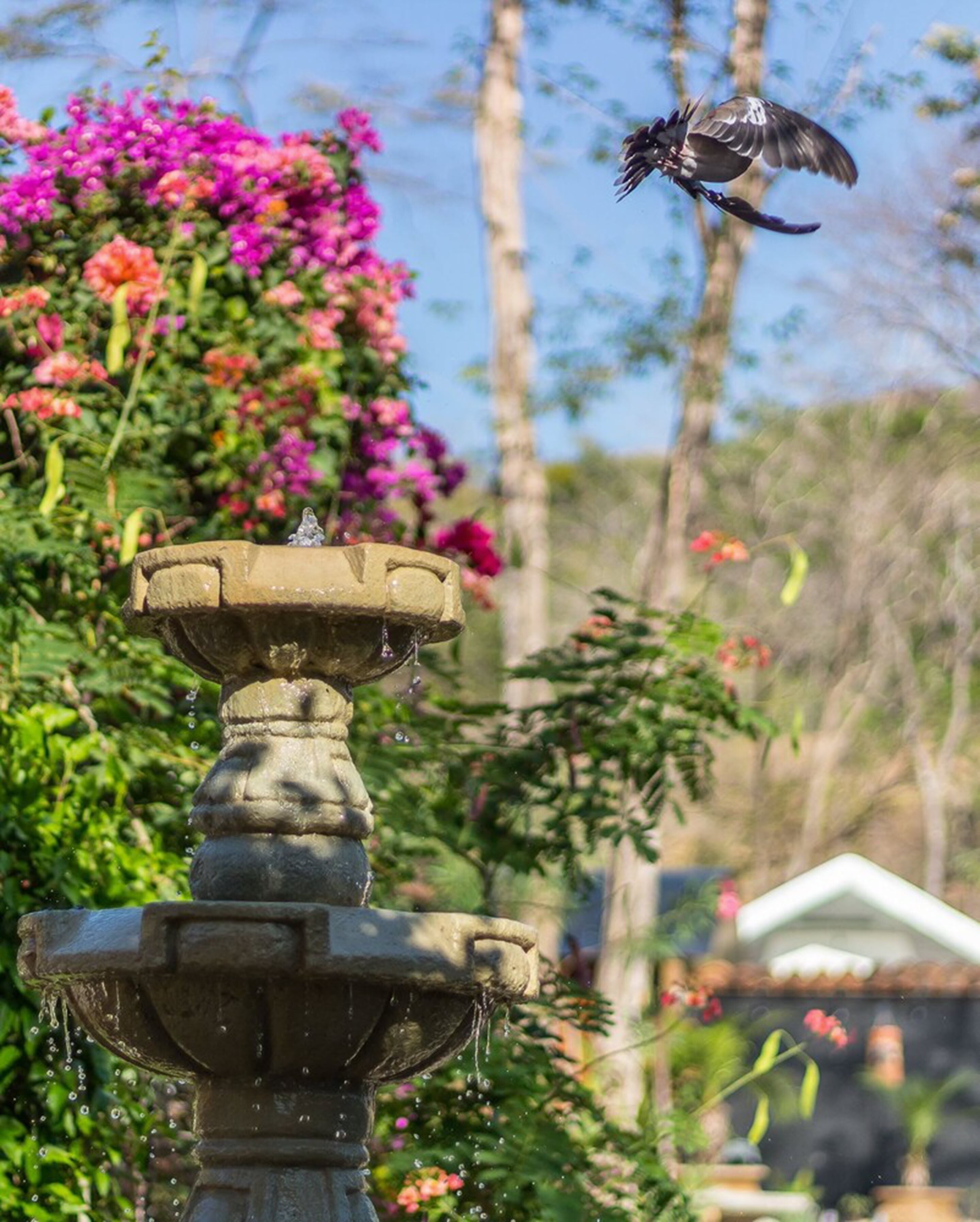 Un oiseau vole près d’une fontaine en pierre, entourée de fleurs aux couleurs vives et d’une végétation luxuriante.