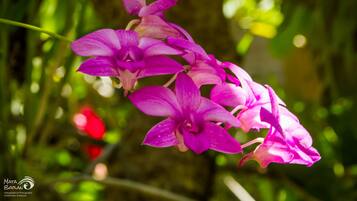 Un grupo de flores moradas intensas con un fondo verde desenfocado.