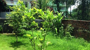 A garden with various green plants and a brick wall.