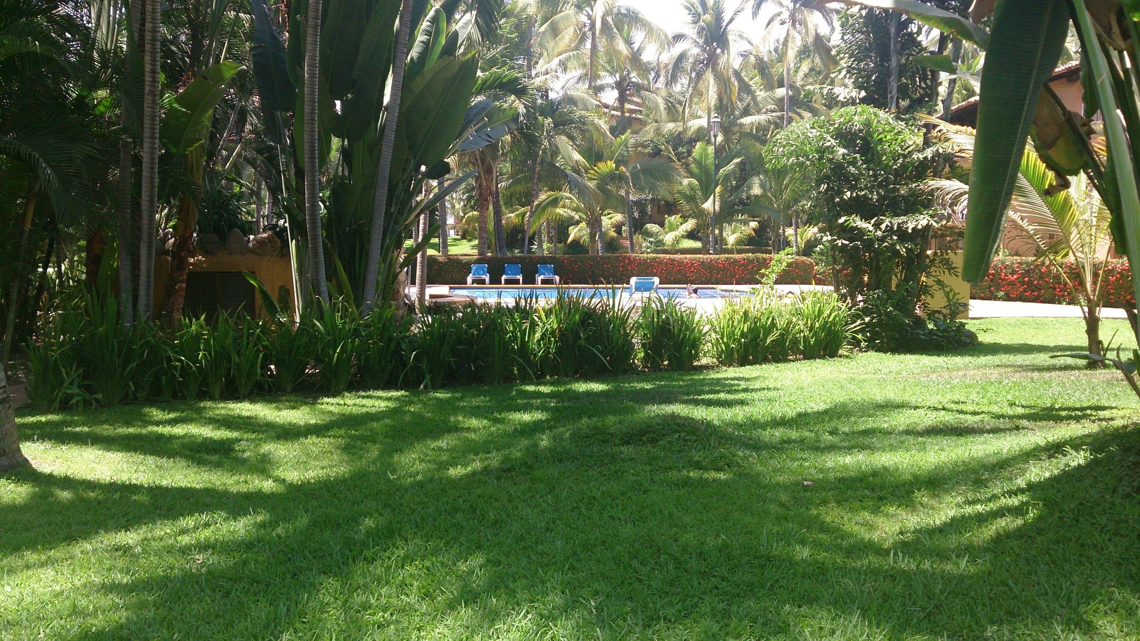 Un exuberante jardín con palmeras, una piscina y un edificio al fondo.