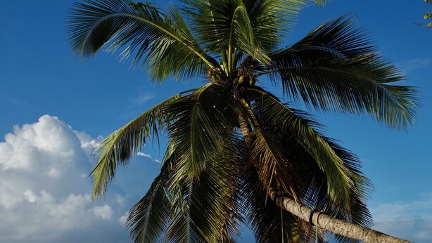 A beach with a palm tree, ocean waves, and a small island in the distance. - Pomme Cannelle, un paisible T2Bis idéalement situé (Le Diamant)