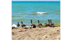 A group of geese on a sandy beach with a view of the ocean. - The Lakeside House With Hot Tub! (Amherstburg)