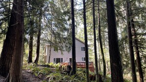 Une maison entourée de grands arbres et de fougères, au cœur d’une forêt.