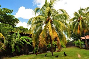 Property grounds - Unique 1 bedroom Casita with a/c on the beach (Aposentillo - El Viejo)