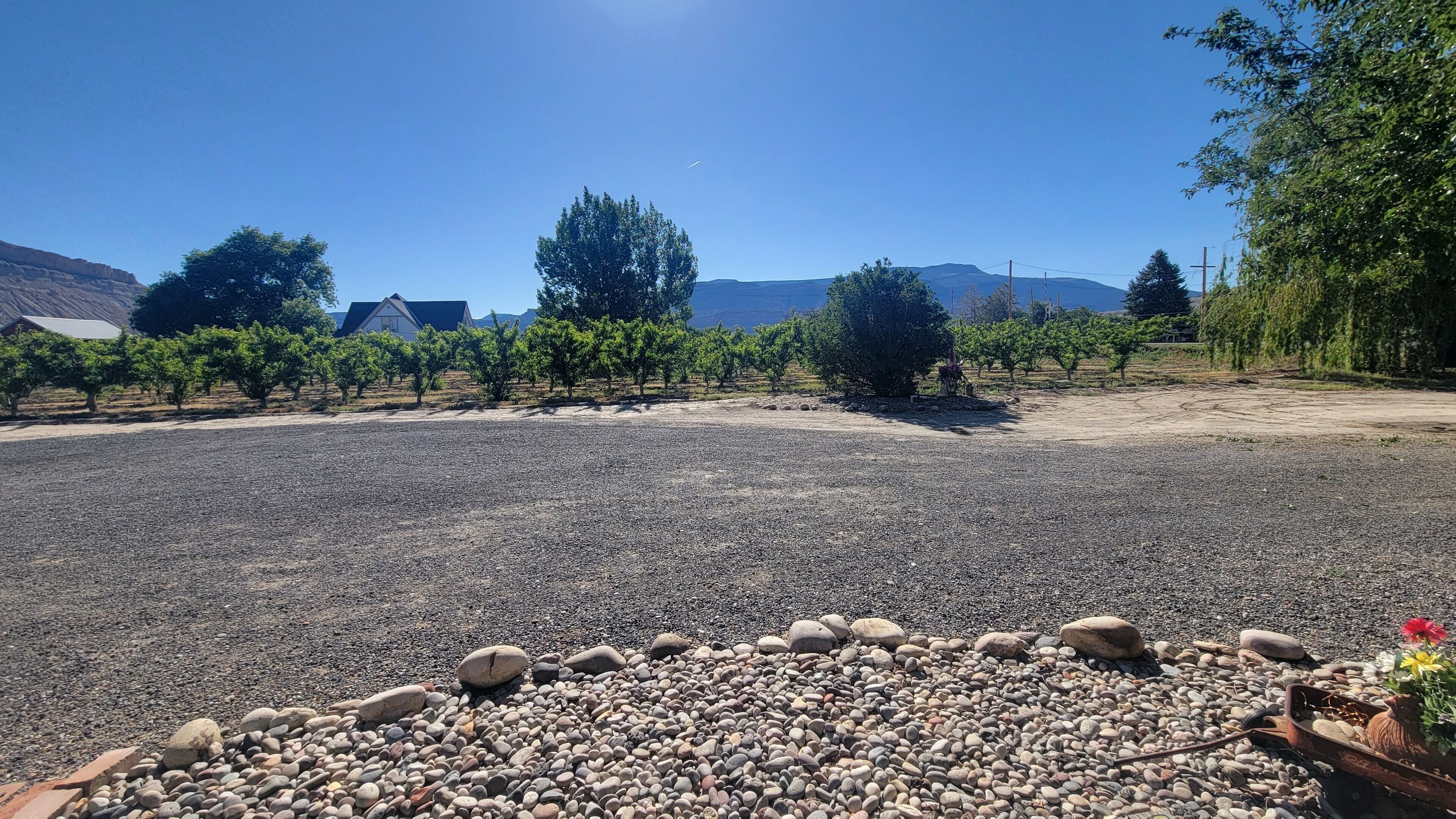 A gravel parking area with a row of trees and a vineyard in the background.
