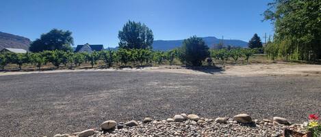 A gravel parking area with a row of trees and a vineyard in the background.