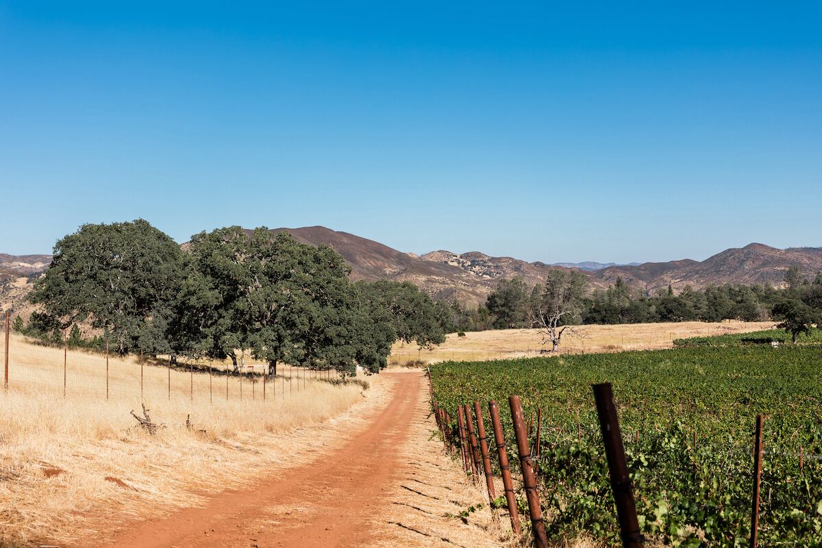 A vineyard with a dirt path leading through it, surrounded by hills and trees.