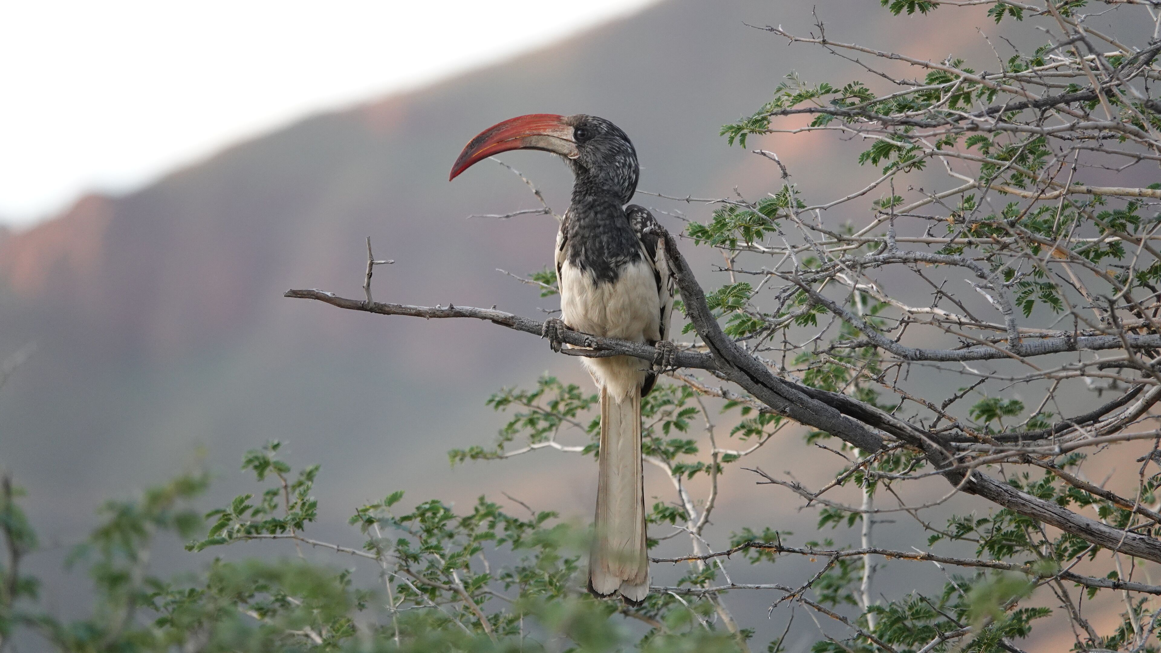 A bird perched on a branch.