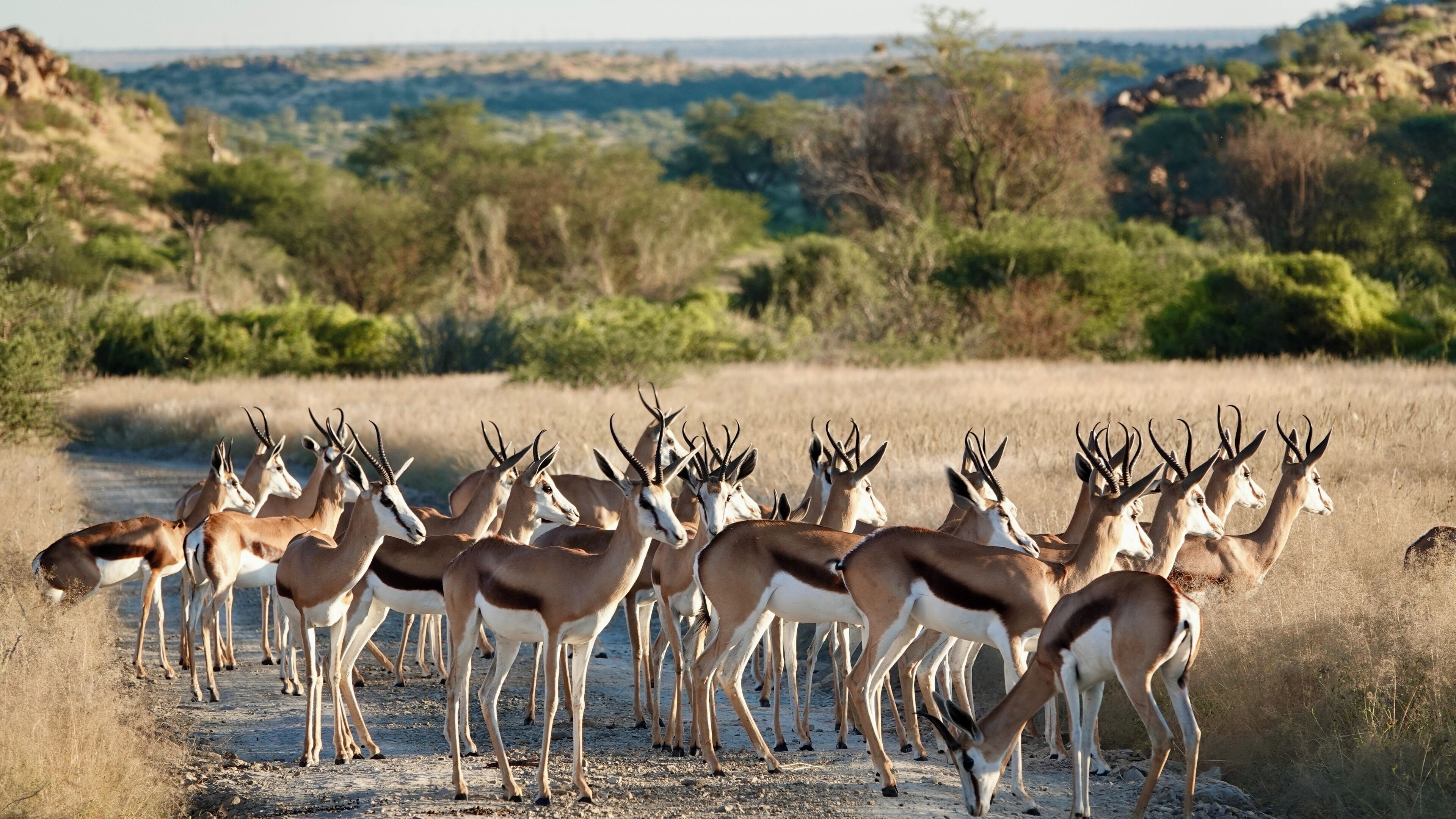 A group of antelopes in a natural setting with dry grass and sparse vegetation.