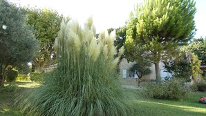 Ein Garten mit hohen Ziergräsern und einem Baum.