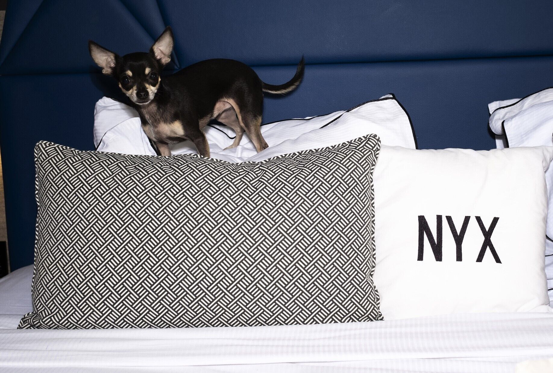 Photo - NYX Esperia Palace Hotel Athens by Leonardo Hotels