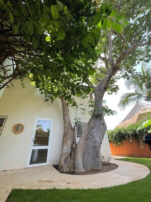 A house with a large tree in the front yard, a white door, and a window with bars.