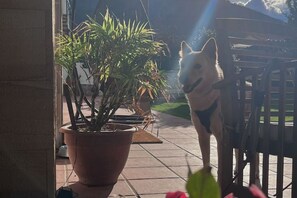 Ein Hund mit Geschirr steht auf einer Terrasse neben einem Blumentopf.