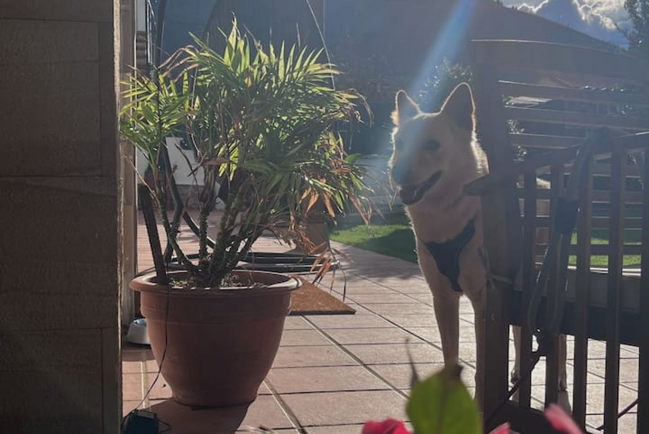 Ein Hund mit Geschirr steht auf einer Terrasse neben einem Blumentopf.