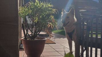 Ein Hund mit Geschirr steht auf einer Terrasse neben einem Blumentopf.