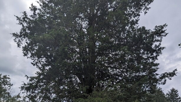 A large tree in a yard with a stone path leading to a white building. - The Red Mill House (Goldsboro)