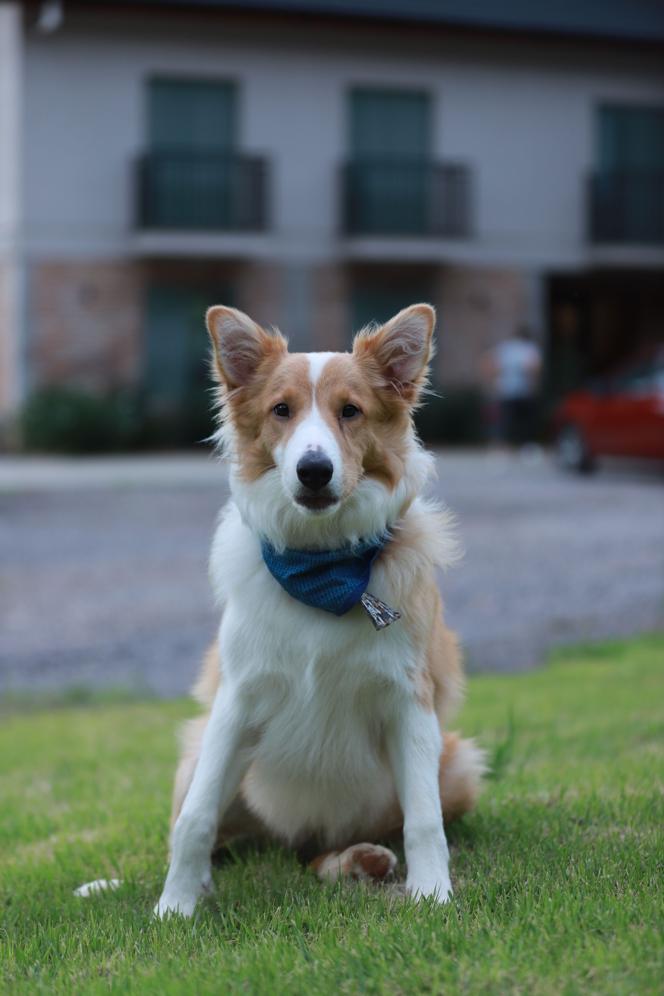 A dog sitting on grass in front of a building.