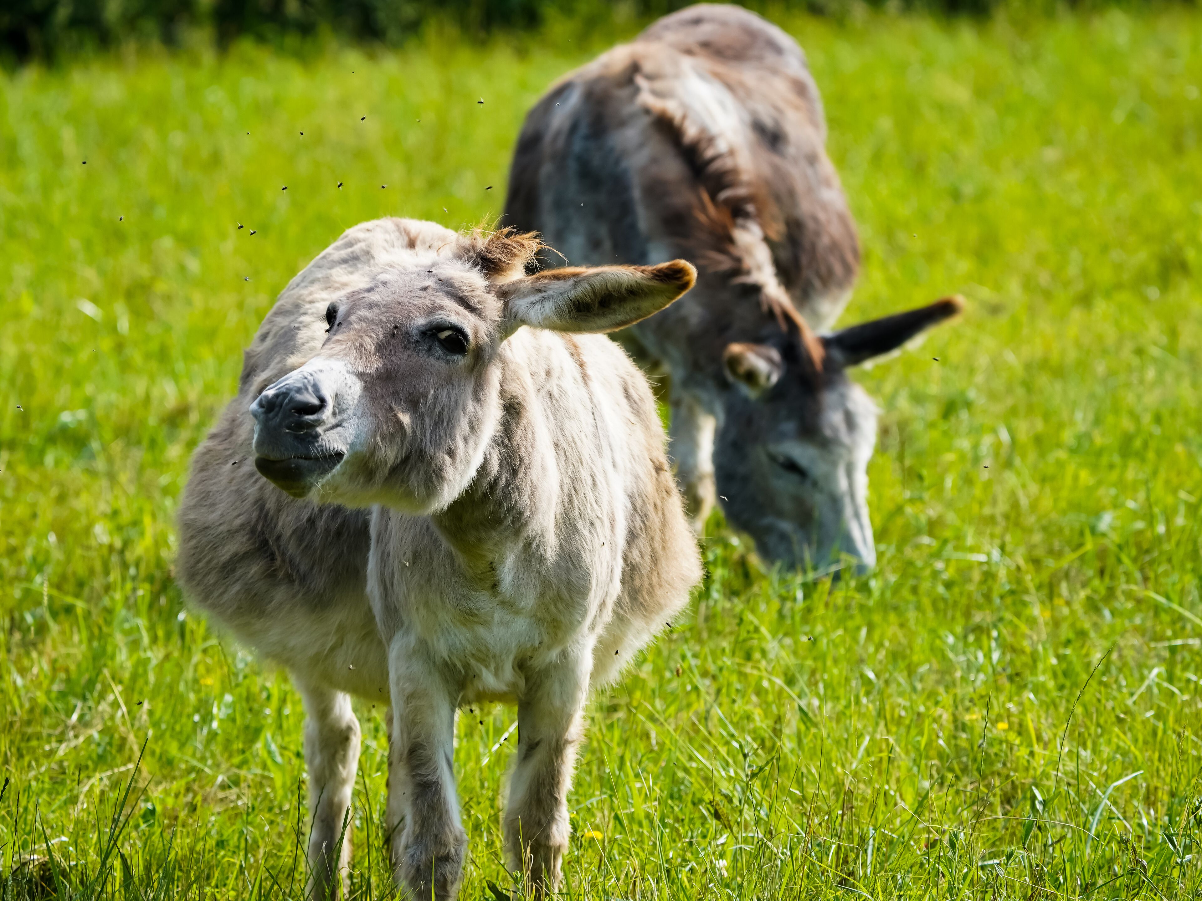 A donkey standing in a grassy field.