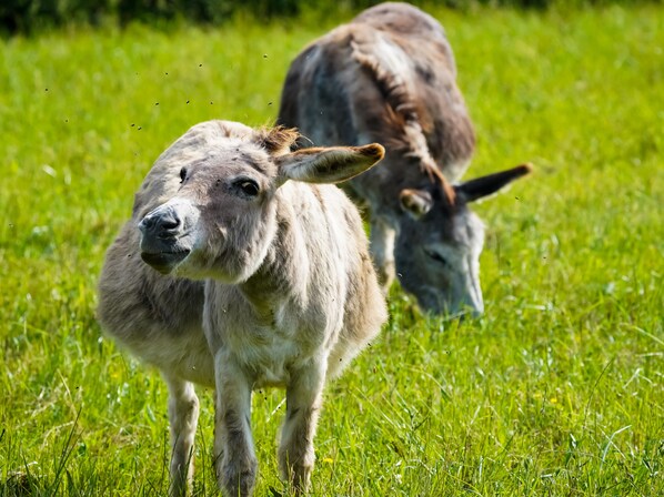 Ein Esel steht auf einer Wiese.