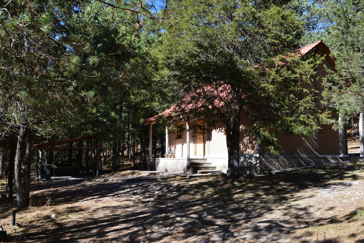 A rustic cabin with a porch, surrounded by dense pine trees.