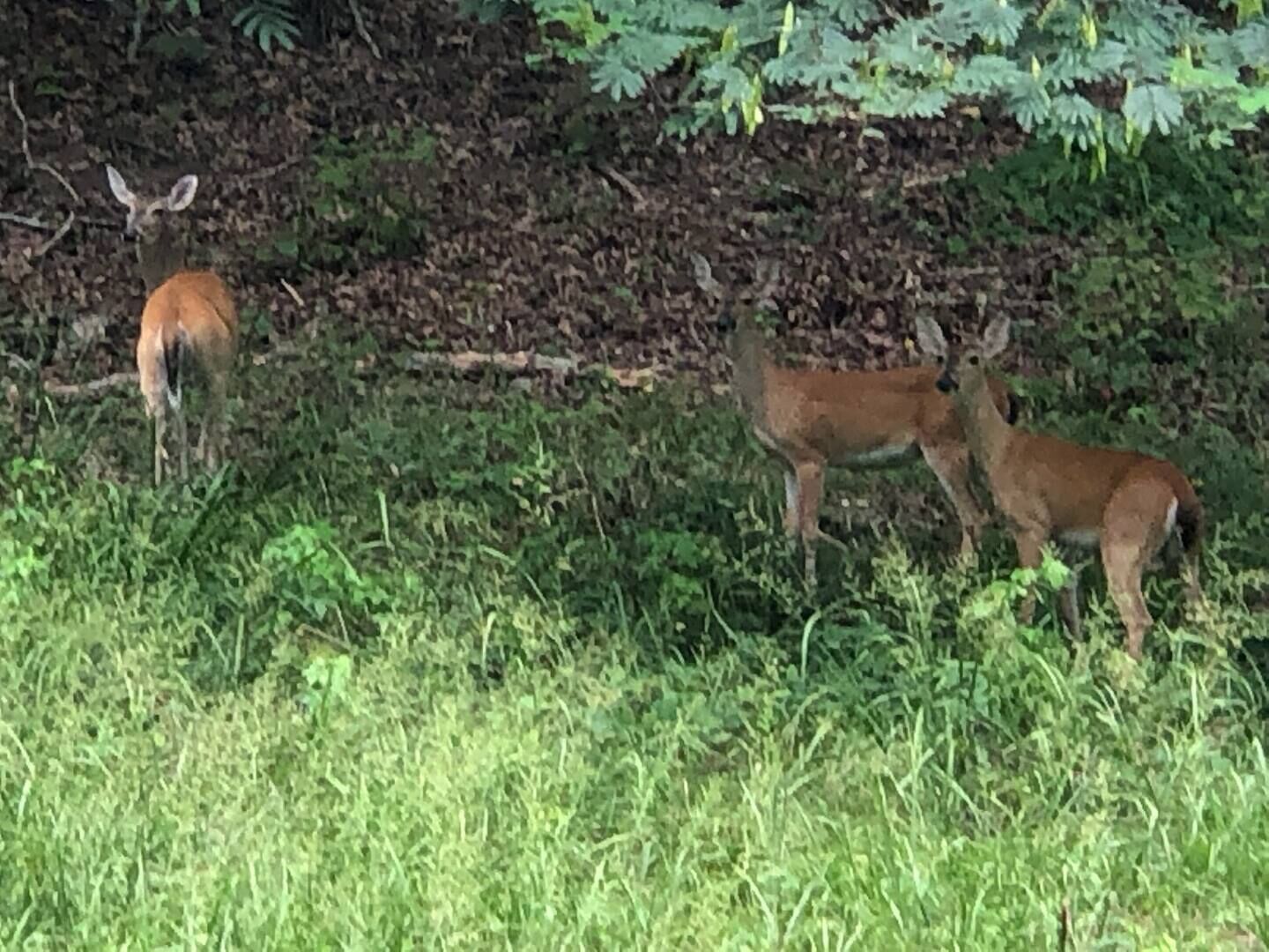 Two deer in a grassy area with dense foliage in the background.