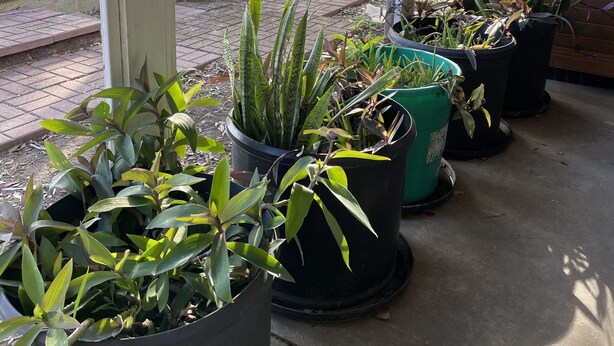 Terrasse/patio