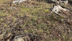 Property grounds - Cozy bunkie on private land in Kawarthas (Woodview)